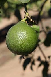              Immature fruit (Riverside, CA)       