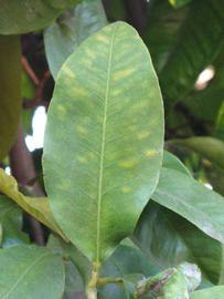            Unifoliolate leaf (Riverside, CA)   