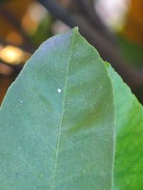              Margin (Riverside, CA)       