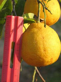              Fruit (Riverside, CA)       