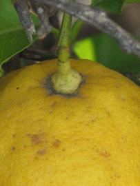              Fruit (Riverside, CA)       