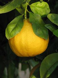              Fruit (Riverside, CA)       