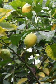              Fruit (Riverside, CA)       