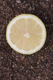              Fruit cross-section (Riverside, CA)       