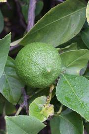              Immature fruit (Riverside, CA)       