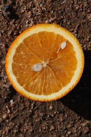              Fruit cross-section (Riverside, CA)       