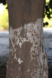              Bark (Riverside, CA)       