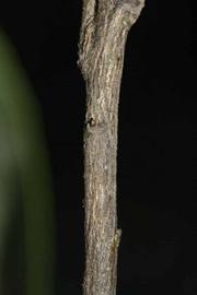              Second - third year twig (Riverside, CA)       