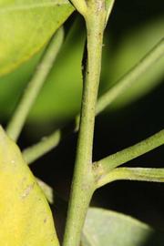              First year twig (Riverside, CA)       