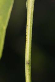              First year twig (Riverside, CA)       