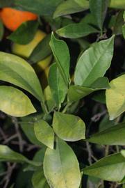            Shade leaves (Riverside, CA)   