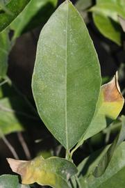            Unifoliolate leaf (Riverside, CA)   