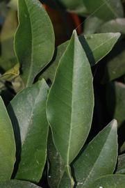            Unifoliolate leaf (Riverside, CA)   