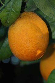              Fruit (Riverside, CA)       