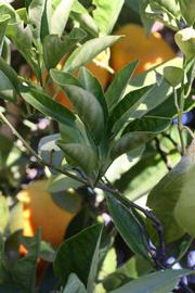            Sun leaves (Riverside, CA)   