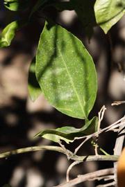            Unifoliolate leaf (Riverside, CA)   