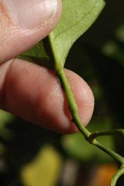              Petiole (Riverside, CA)       