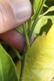              Petiole (Riverside, CA)       