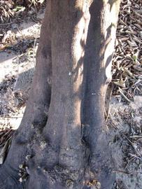              Bark (Winter Haven, FL)       