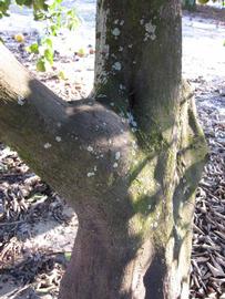              Bark (Winter Haven, FL)       