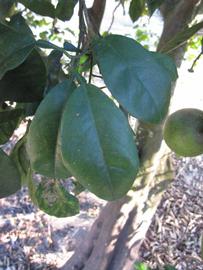            Shade leaves (Winter Haven, FL)   