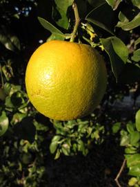              Fruit (Winter Haven, FL)       