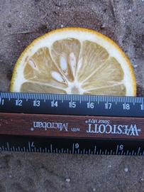              Fruit cross-section (Winter Haven, FL)       