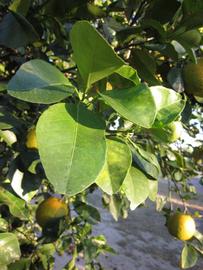            Sun leaves (Winter Haven, FL)   