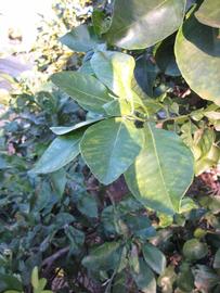            Shade leaves (Winter Haven, FL)   