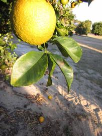            Sun leaves (Winter Haven, FL)   