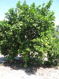              Habit (Winter Haven, FL)       