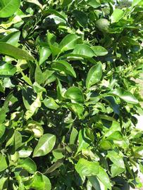              Sun leaves (Winter Haven, FL)       