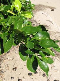              Sun leaves (Winter Haven, FL)       