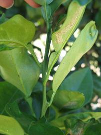              First year twig (Winter Haven, FL)       