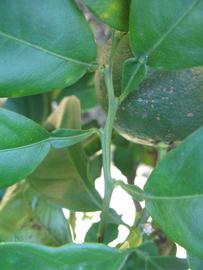              First year twig (Winter Haven, FL)       