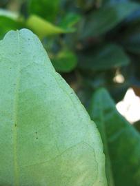              Margin (Winter Haven, FL)       