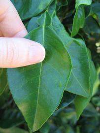            Unifoliolate leaf (Winter Haven, FL)   