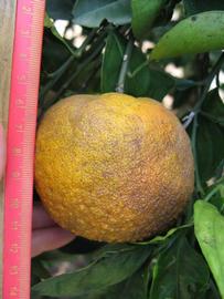              Fruit (Winter Haven, FL)       