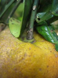              Fruit (Winter Haven, FL)       