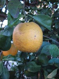               Fruit (Winter Haven, FL)       