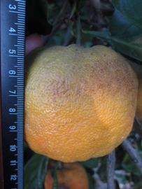              Fruit (Winter Haven, FL)       