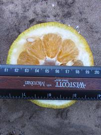              Fruit cross-section (Winter Haven, FL)       