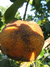              Fruit (Winter Haven, FL)       