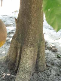              Bark (Winter Haven, FL)       