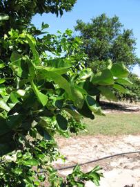              Sun leaves (Winter Haven, FL)       