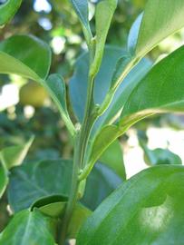              First year twig (Winter Haven, FL)       