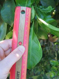            Unifoliolate leaf (Winter Haven, FL)   