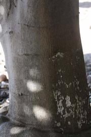              Bark (Blanca Macetera, Riverside, CA)       