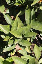            Sun leaves (Blanca Macetera, Riverside, CA)   