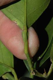              Petiole (Blanca Macetera, Riverside, CA)       